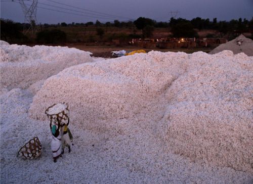 Cotton production, India. Courtesy of Uwe H. Marti